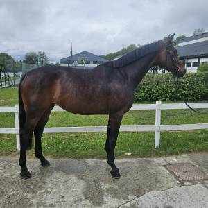 Mare Hanoverian For sale 2018 Bay