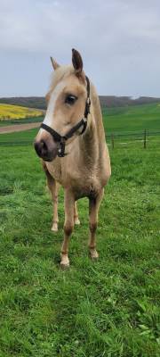 Colt French Saddle Pony For sale 2022 Palomino