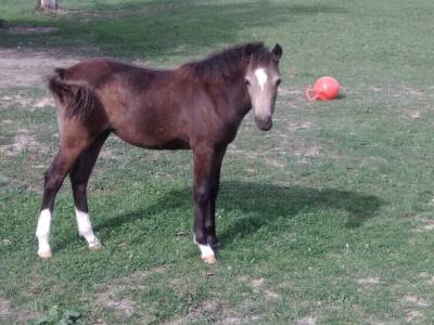 Filly british riding pony for sale 2023 buckskin