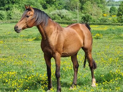 A f manjaroh  : saillie pur-sang arabe pur-russe 