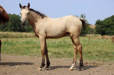 Foal pouliche ponette welsh part bred