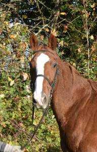 Gelding french trotter for sale 2015 chesnut