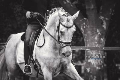 écurie de propriétaire - pension chevaux 30 - saint gilles