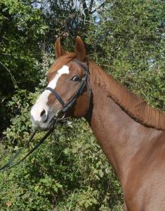 Mare thoroughbred for sale 2012 chesnut