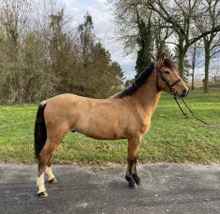 Gelding other pony breed for sale 2019 buckskin