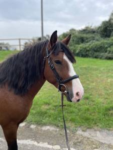 Gelding other pony breed for sale 2018 bay