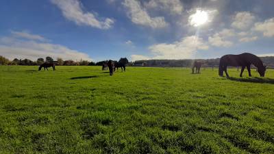 Ecurie des prés d'arnières (evreux / 27) 