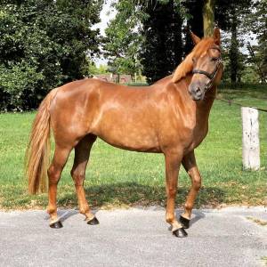 Mare other horse breed for sale 2020 liver chestnut