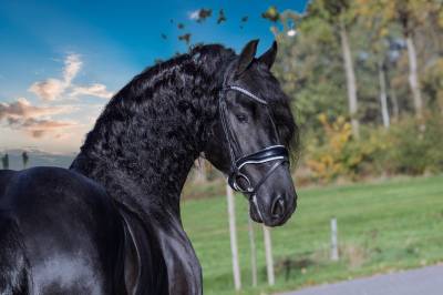 Entire friesian for sale 2019 black