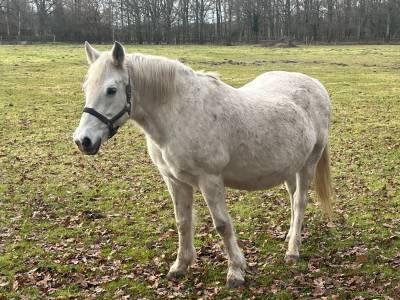 Broodmare french saddle pony for sale 2003 grey