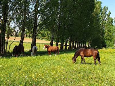 Riding school  lot-et-garonne