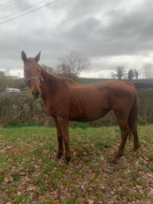 Broodmare thoroughbred for sale 2011 chesnut
