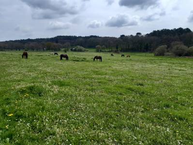 Pension chevaux - ecurie elodie clero (56 - 	trefflean)