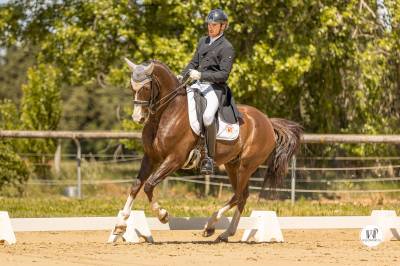 Caballo castrado kwpn caballo de deporte neerlandés en venta 2014 alazán tostado por everdale