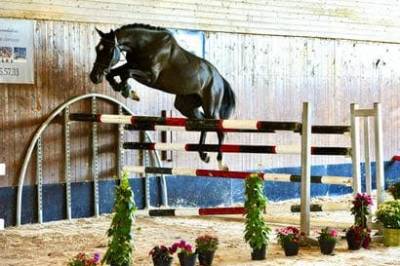 Castrone kwpn cavallo da sport neerlandese in vendita 2018 nero