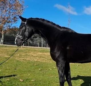 Intero altre razze di cavalli in vendita 2019 baio