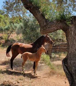 Paarden boerderij koop tarragone
