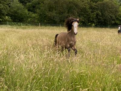 L'Artiste- Poney Welsh (cat B) à vendre