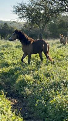 L'artiste- poney welsh (cat b) à vendre