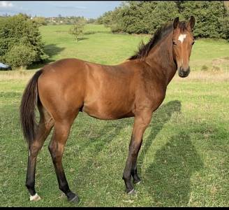 Puledro sbs cavallo da sport belgio in vendita 2023 baio