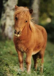 Stallion shetland pony for sale 2023 liver chestnut