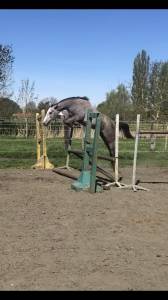 Mare welsh part bred for sale 2020 grey