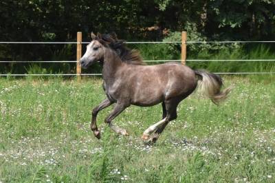 Femelle welsh pony 2 ans 
