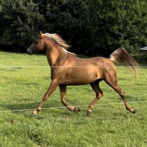 Stallion arabian for sale 2015 chesnut