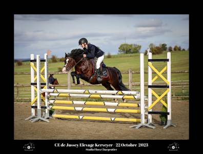 Stallion welsh pony (section c) for sale 2017 bay