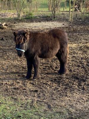 Colt shetland pony for sale 2023 black