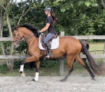 Gelding lusitano for sale 2019 bay