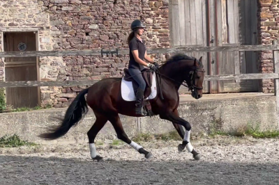 Cavalla kwpn cavallo da sport neerlandese in vendita 2020 baio scuro ,  for romance ii