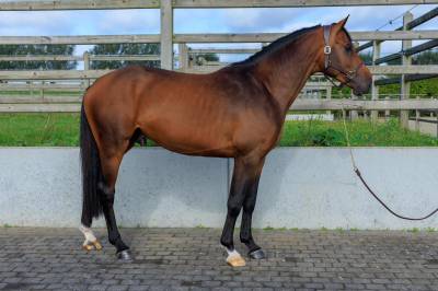 Stallion other horse breed for sale 2020 bay