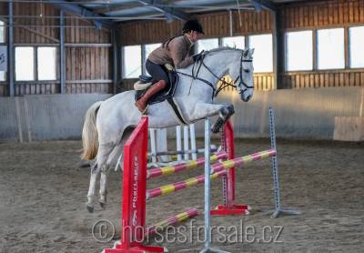 Hongre cheval de sport tchèque  a vendre 2015 gris par gem twist