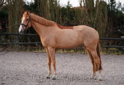 Yegua bwp caballo de sangre belga en venta 2019 alazán por vigo d'arsouilles
