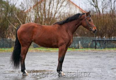Yegua caballo de deporte checo  en venta 2017 bayo por lord weingard