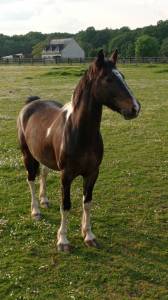 Hongre irish sport pony (cheval de sport irlandais)