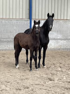Merrie kwpn nederlands sportpaard te koop 2023 zwart ,  zonik plus