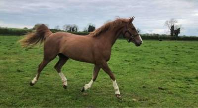 Yegua caballo de deporte irlandés en venta 2018 alazán