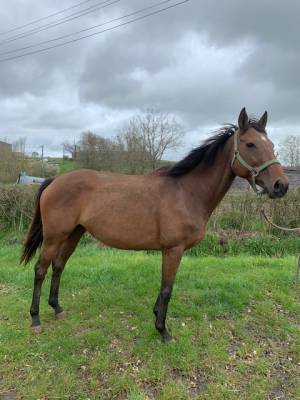 Broodmare thoroughbred for sale 2015 bay