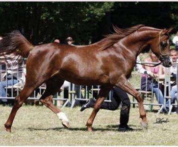 Dh omaha justynn - arabian 2007 by wh justice(us)