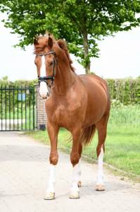 Caballo castrado kwpn caballo de deporte neerlandés en venta 2016 alazán