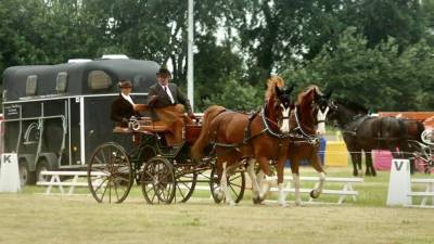 Castrone kwpn cavallo da sport neerlandese in vendita 2014 sauro