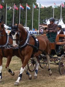 Caballo castrado kwpn caballo de deporte neerlandés en venta 2014 alazán