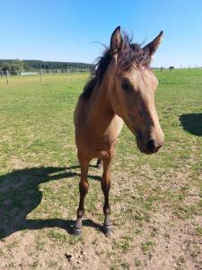 Filly pre pure spanish bred for sale 2023 buckskin