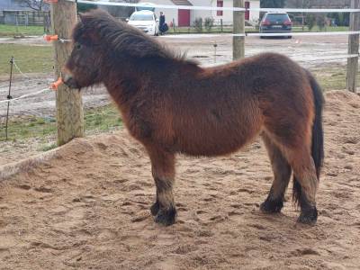 Entire shetland pony for sale 2022 bay