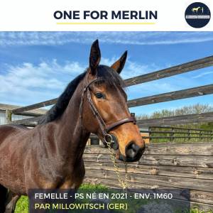 Magnifique ps bai - one for merlin - 3 ans 