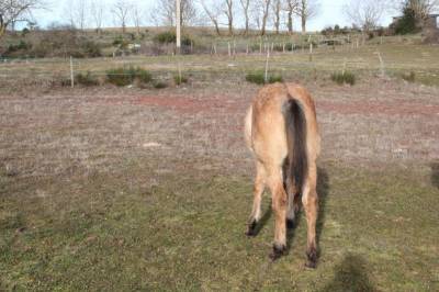 Cheval quarter horse