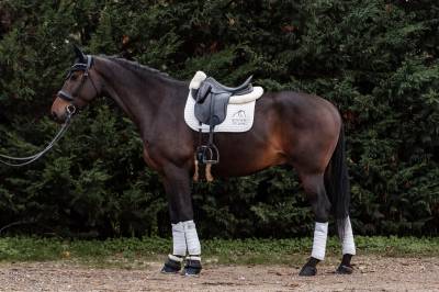 Castrone kwpn cavallo da sport neerlandese in vendita 2016 baio scuro