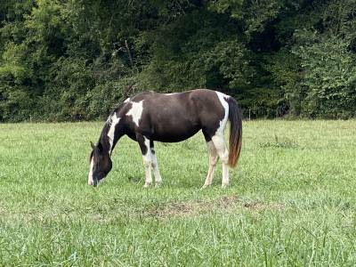 Très jolie et adorable pouliche paint horse
